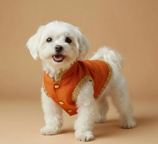 Festive Saffron Dog Sherwani Set